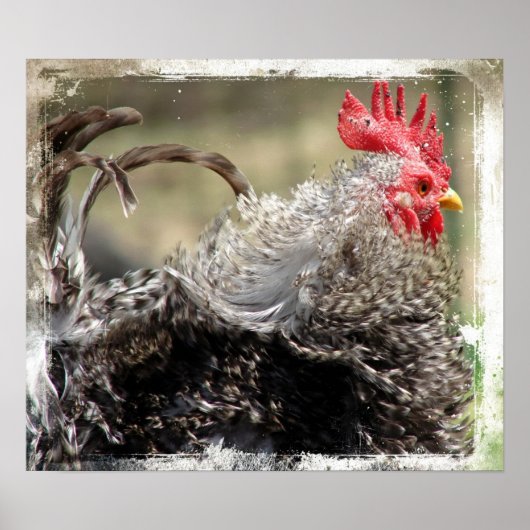 Frizzle Rooster Poster (Voorkant)
