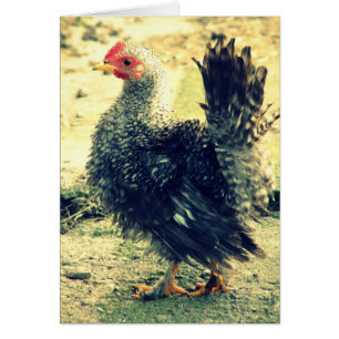Frizzle Rooster Toutes les occasions Carte de voeu