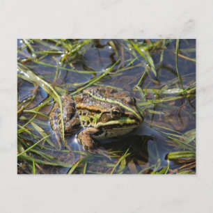 Frog in river briefkaart