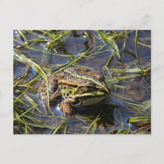 Frog in river briefkaart (Voorkant)