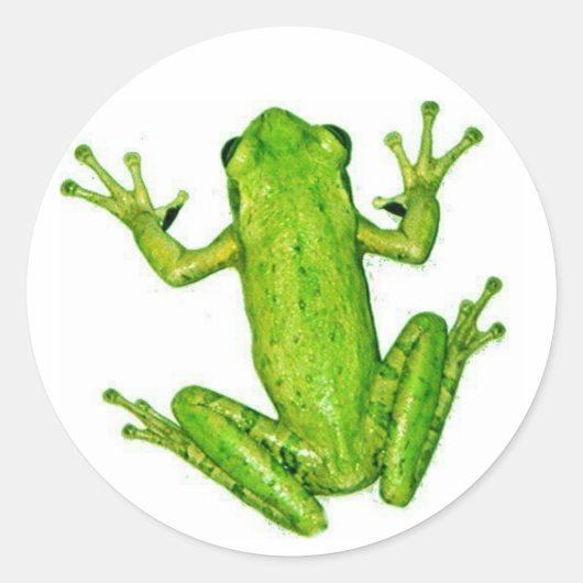 Frog Tropical Rainforest Tree Frog Sticker Art (Voorkant)