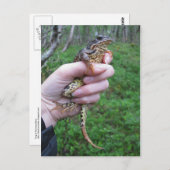 Froggylicious! briefkaart (Voorkant / Achterkant)