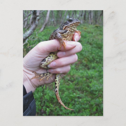 Froggylicious! briefkaart (Voorkant)