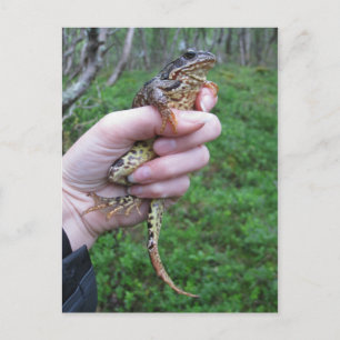 Froggylicious ! carte postale