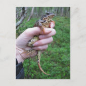 Froggylicious ! carte postale (Devant)