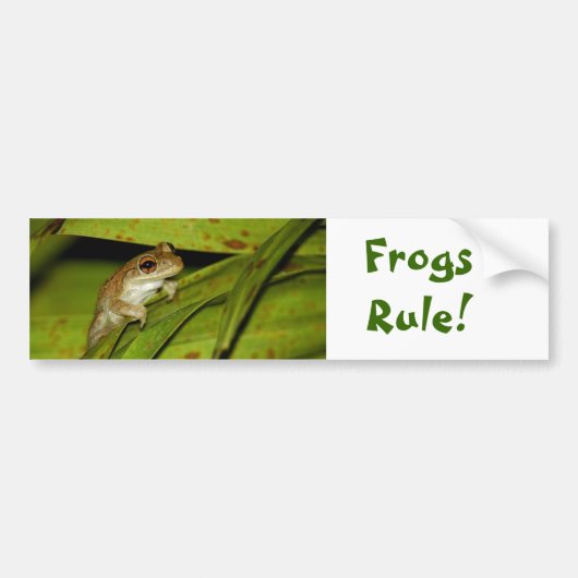 Frogs Rule Bumpersticker (Voorkant)