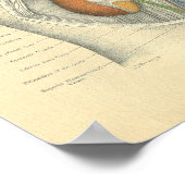 Frohse Anatomie Abdomen Nieren Poster (Hoek)