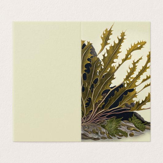 Frondes de la marée (Outside Unfolded)