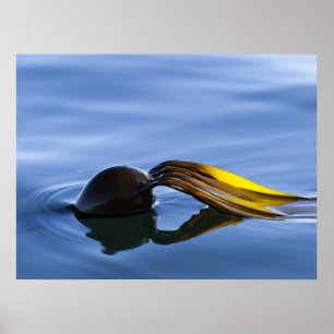 Frondes d'or - affiche