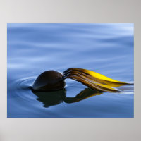 Fronds d'or - Poster