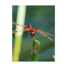 Frontale rode en zwarte dragonfly