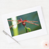 Frontale rode en zwarte dragonfly rechthoekige sticker (Envelop)