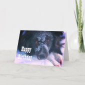 Frontière face à la neige Collie jolie carte d'ann (Devant)