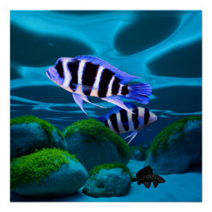 Frontosa Cichlid Plecostomus Aquarium Vis Perfect Poster