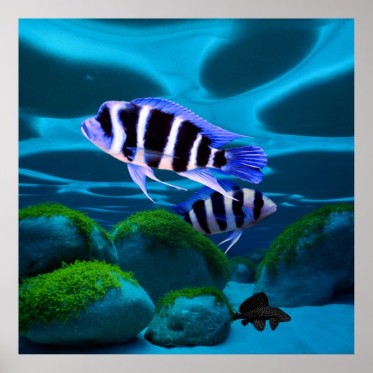 Frontosa Cichlid Plecostomus Aquarium Vis Poster (Voorkant)