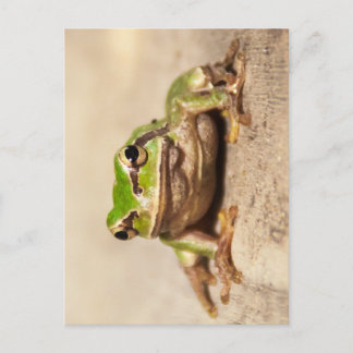 FROSCH BRIEFKAART