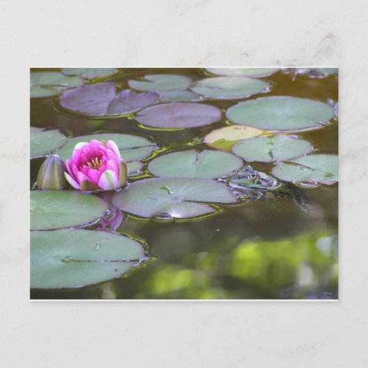 Frosch mit Seerose Briefkaart (Voorkant)