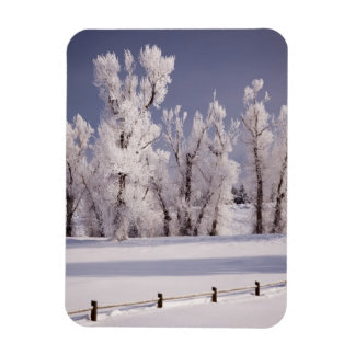 Frost Covered Trees and Fence, Colorado Magneet