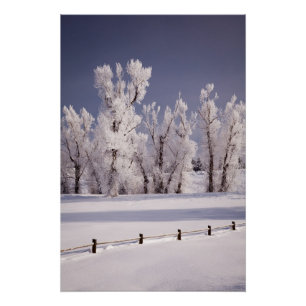 Frost Covered Trees and Fence, Colorado Perfect Poster