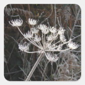 Frost Transformation in Cheshire Vierkante Sticker (Voorkant)