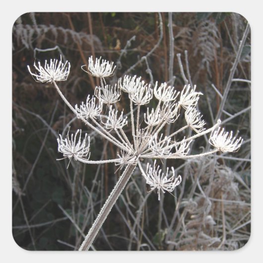 Frost Transformation in Cheshire Vierkante Sticker (Voorkant)