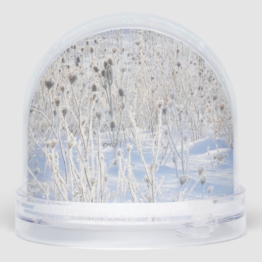 Frosted Thistles In Snow-Covered Field (Arrière)