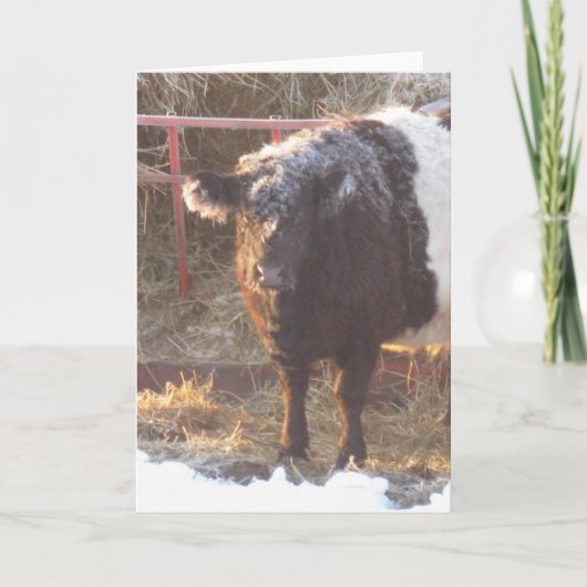 Frosty Belted Galloway Koe Holiday Kaart (Voorkant)
