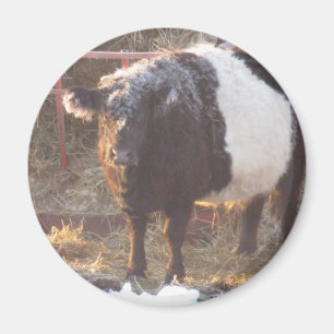 Frosty Belted Galloway Koe Magneet