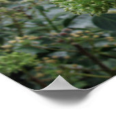 Frosty Foliage Poster (Hoek)