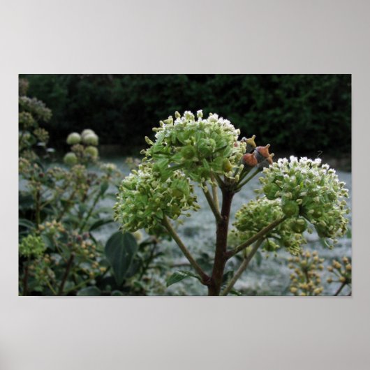 Frosty Foliage Poster (Voorkant)