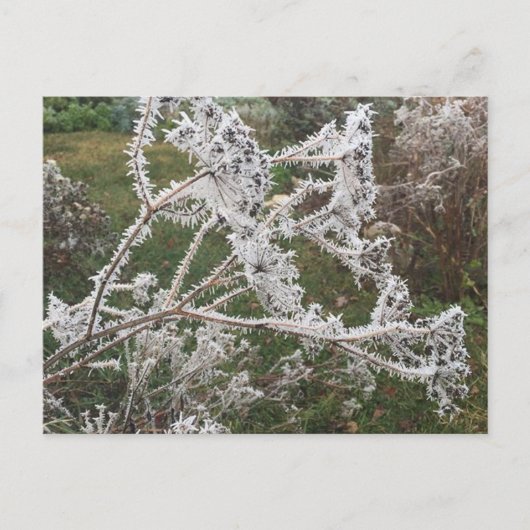 Frosty Morning Garden Briefkaart (Voorkant)