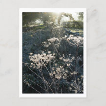 Frosty Morning in Cheshire Briefkaart