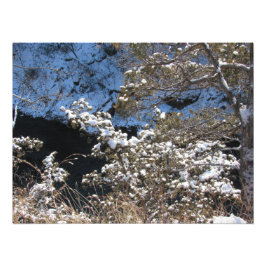 "Frosty Pines" Foto Afdruk