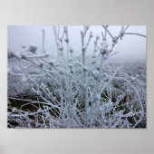 Frosty Planten Winter Landschap Poster (Voorkant)