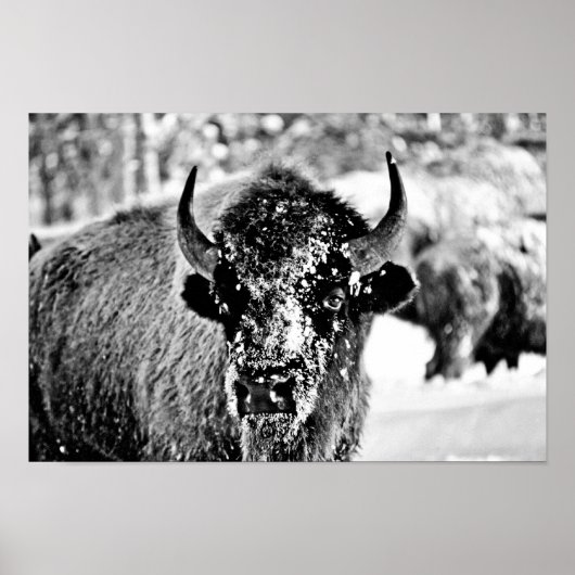 Frosty Yellowstone Bison Poster (Voorkant)