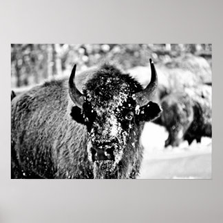 Frosty Yellowstone Bison Poster