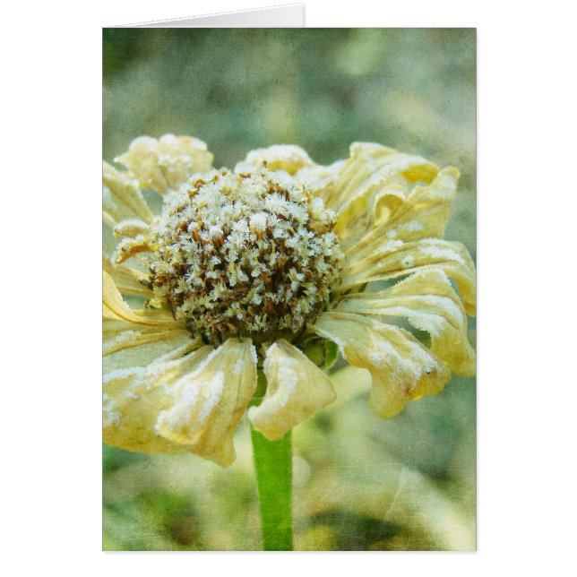 Frosty Zinna (Voorkant)