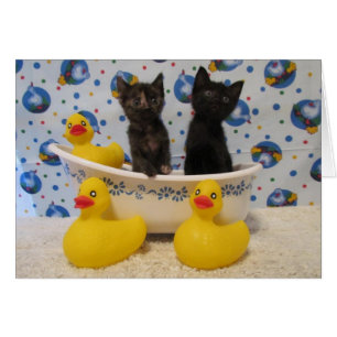 Frottez les minous et les canards d'une copie de