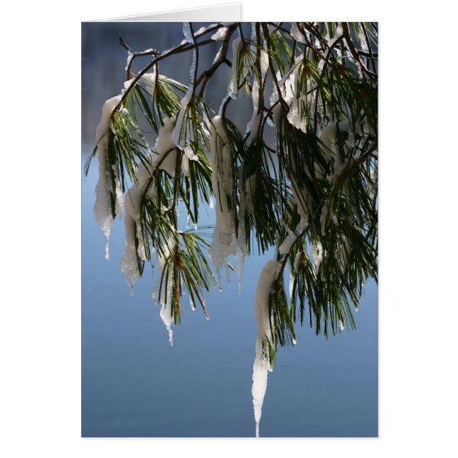 Frozen Branch (Voorkant)