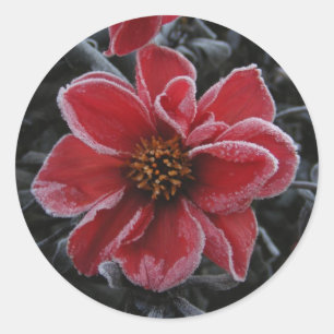 Frozen Dahlia 64 ~ autocollant