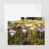 Frühlings Wiese mit Krokus im Gegenlicht Briefkaart (Voorkant / Achterkant)