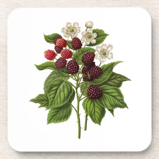 Fruit: A014 Blackberry - Bier Onderzetter (Voorkant)
