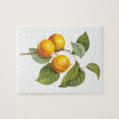 fruit, abrikozenpit, roodbaars legpuzzel (Horizontaal)