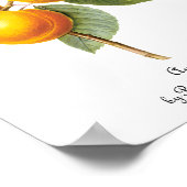  fruit, abrikozenpit, roodbaars poster (Hoek)