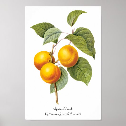  fruit, abrikozenpit, roodbaars poster (Voorkant)