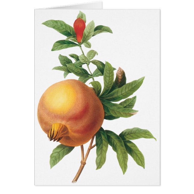 Fruit alimentaire vintage, grenade de Redoute (Devant)