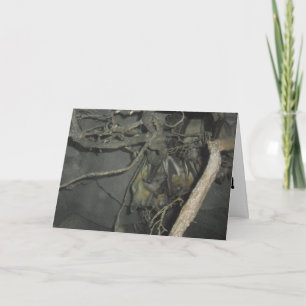 "Fruit Bats" Wenskaart Beterschap Kaart