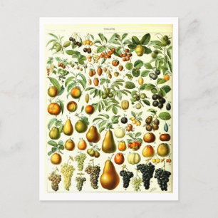  Fruit Botanische Illustratie Briefkaart