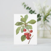  fruit Cherry Food, Cherries van Redoute Briefkaart (Staand voorkant)