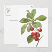  fruit Cherry Food, Cherries van Redoute Briefkaart (Voorkant / Achterkant)